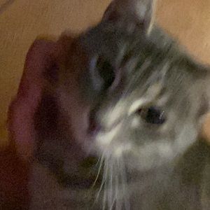 Meet your Posher, Rae